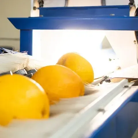 thumbnail for publication: Establishing a Lot through Sanitation Clean Breaks in Produce Packing Facilities